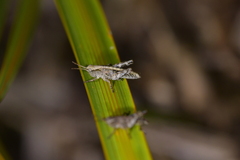 Phaulacridium marginale