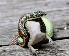 Chrysopelea paradisi