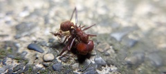 Atta cephalotes