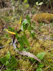 Pterostylis oliveri