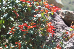 Salvia regla