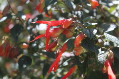 Salvia regla