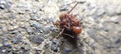 Atta cephalotes