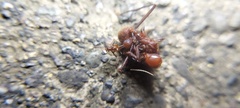Atta cephalotes
