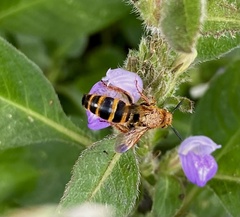 Phalerimeris phalerata