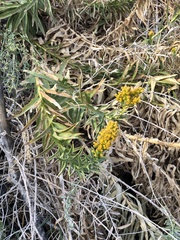 Solidago spectabilis