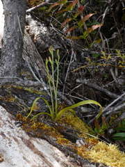 Thelymitra longifolia