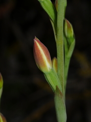 Thelymitra longifolia