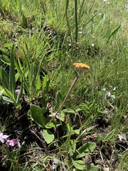 Helichrysum pallidum