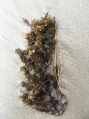 Sargassopsis heteromorphum