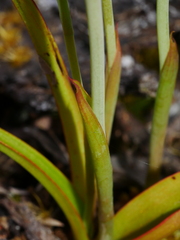 Thelymitra longifolia