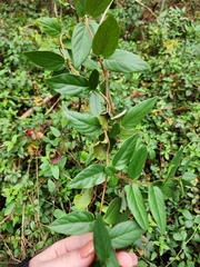 Lonicera japonica