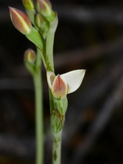 Thelymitra longifolia