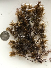 Sargassopsis heteromorphum