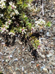 Pimelea suteri