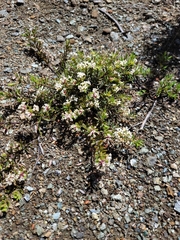 Pimelea suteri