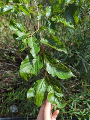 Alnus formosana
