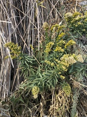 Solidago spectabilis