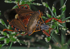 Pinthaeus sanguinipes
