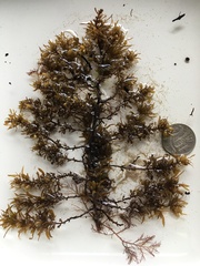 Sargassopsis heteromorphum