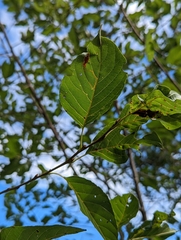 Alnus formosana