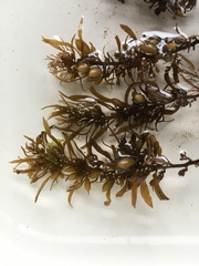 Sargassopsis heteromorphum