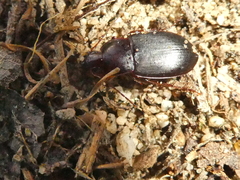 Calathus ruficollis