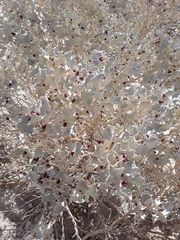 Atriplex hymenelytra