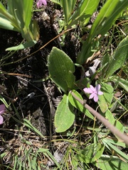 Helichrysum pallidum