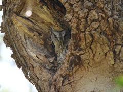 Megascops asio mccallii