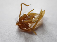 Sargassopsis heteromorphum