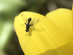 Parapalaeosepsis plebeia