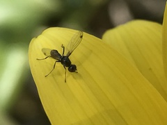 Parapalaeosepsis plebeia
