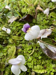 Mazus radicans