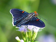 Phocides lilea