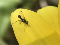 Parapalaeosepsis plebeia