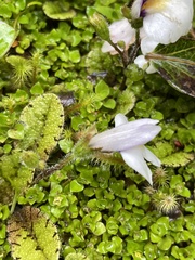Mazus radicans