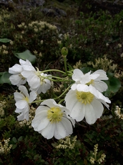 Ranunculus lyallii