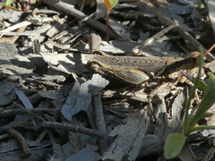 Melanoplus cinereus