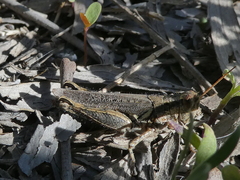 Melanoplus cinereus