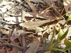 Melanoplus cinereus