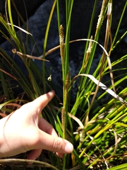 Carex cremnicola