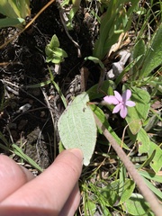 Helichrysum pallidum