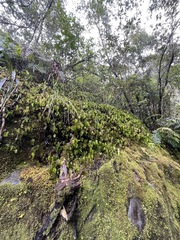 Hymenophyllum nephrophyllum