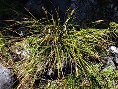 Carex cremnicola