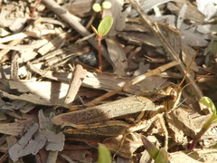 Melanoplus cinereus