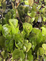 Hymenophyllum nephrophyllum