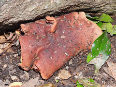 Phylloporus leucomycelinus