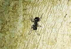 Campomyrma