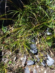 Carex cremnicola
